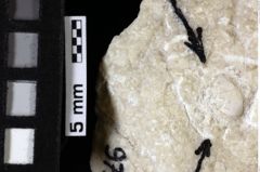 Foto (Detailansicht) von ? Isopoda indet. (NHMW-GEO-1990-0041-0097)